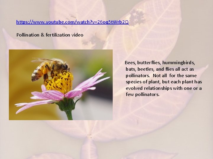 https: //www. youtube. com/watch? v=26 oq 5 t. Wrb 2 Q Pollination & fertilization