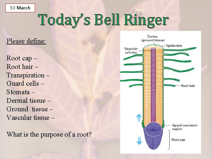 30 March Today’s Bell Ringer Please define: Root cap – Root hair – Transpiration