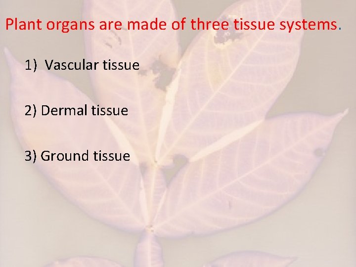 Plant organs are made of three tissue systems. 1) Vascular tissue 2) Dermal tissue