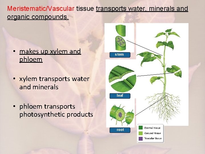 Meristematic/Vascular tissue transports water, minerals and organic compounds. • makes up xylem and phloem