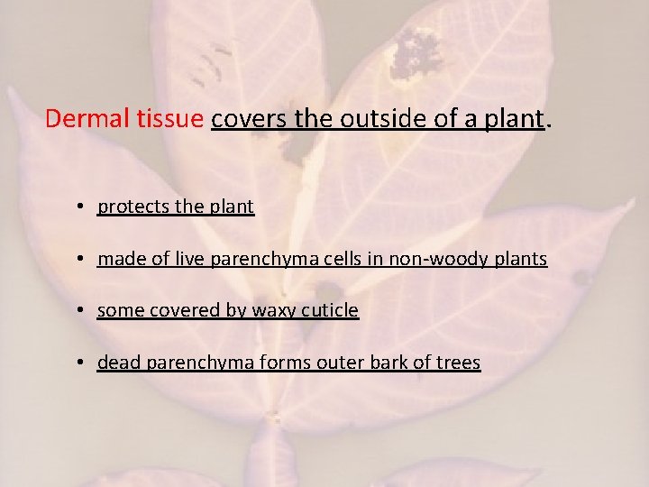 Dermal tissue covers the outside of a plant. • protects the plant • made