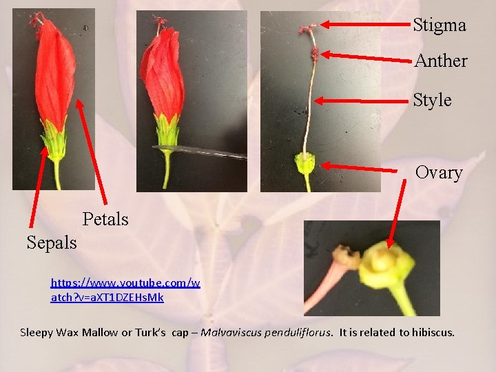 Stigma Anther Style Ovary Petals Sepals https: //www. youtube. com/w atch? v=a. XT 1