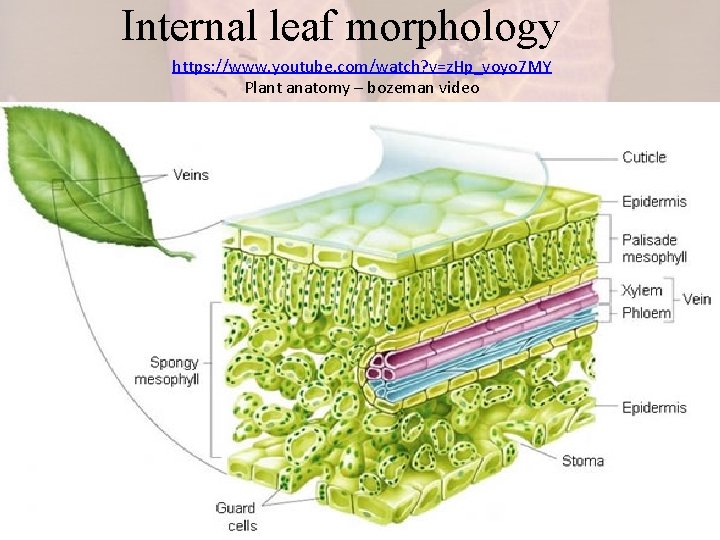 Internal leaf morphology https: //www. youtube. com/watch? v=z. Hp_voyo 7 MY Plant anatomy –