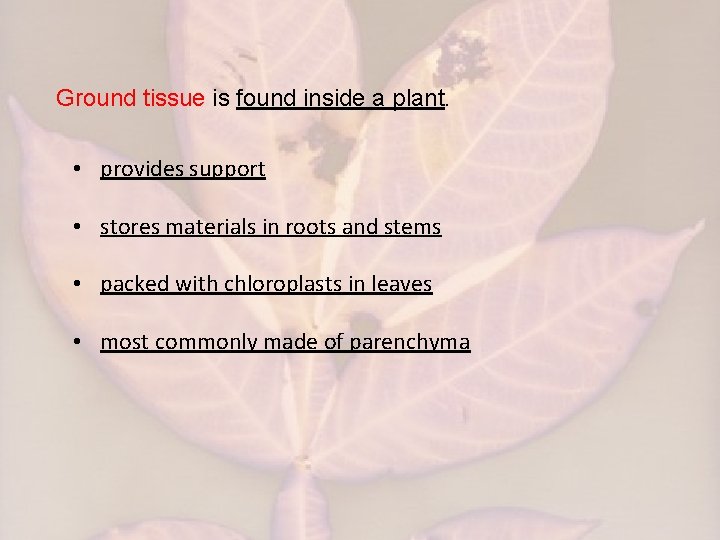 Ground tissue is found inside a plant. • provides support • stores materials in