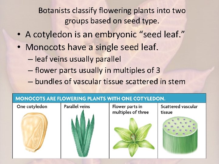 Botanists classify flowering plants into two groups based on seed type. • A cotyledon