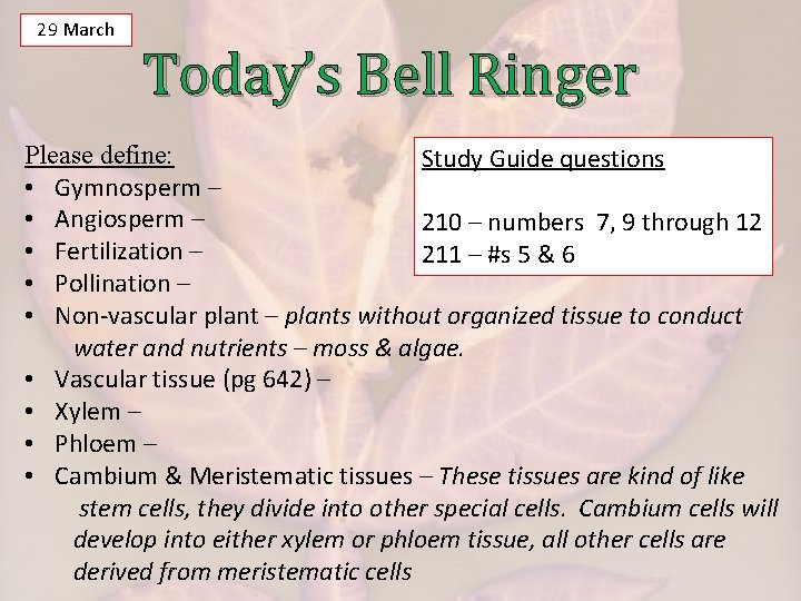 29 March Today’s Bell Ringer Please define: Study Guide questions • Gymnosperm – •