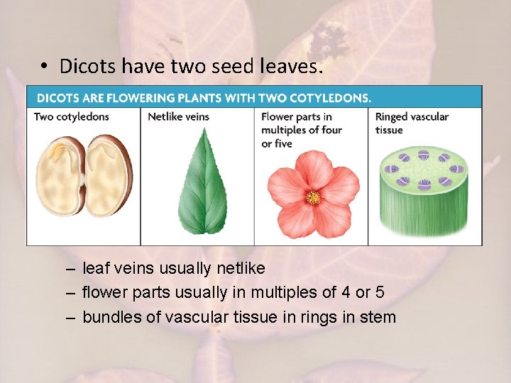  • Dicots have two seed leaves. – leaf veins usually netlike – flower