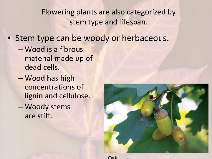 Flowering plants are also categorized by stem type and lifespan. • Stem type can