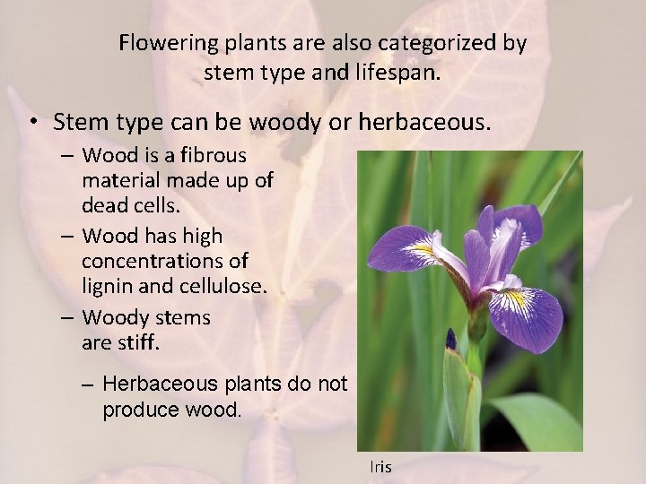 Flowering plants are also categorized by stem type and lifespan. • Stem type can