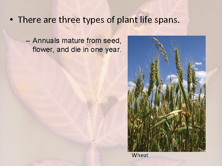  • There are three types of plant life spans. – Annuals mature from