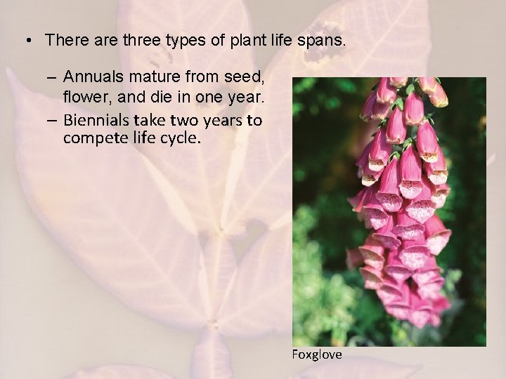  • There are three types of plant life spans. – Annuals mature from