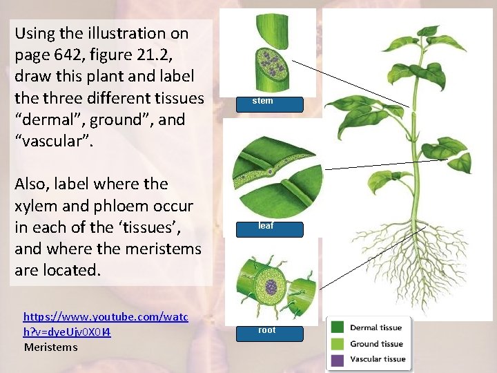 Using the illustration on page 642, figure 21. 2, draw this plant and label