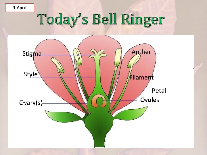 4 April Today’s Bell Ringer Study Guide Questions: Stigma Pages: Style 212 – #