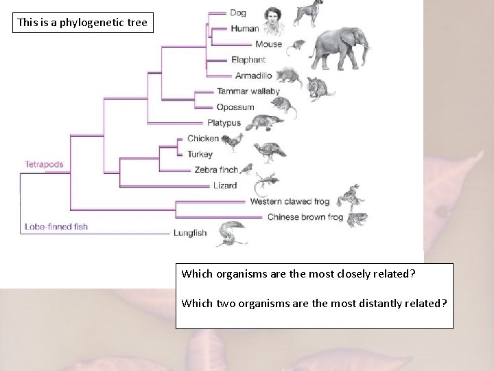 This is a phylogenetic tree Which organisms are the most closely related? Which two