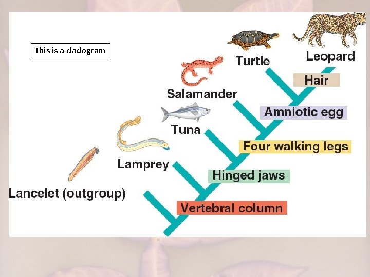 This is a cladogram 
