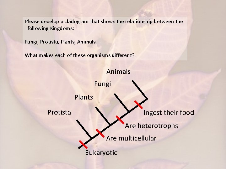 Please develop a cladogram that shows the relationship between the following Kingdoms: Fungi, Protista,