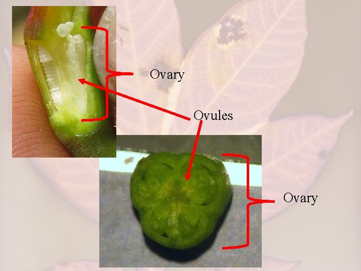 Ovary Ovules Ovary 