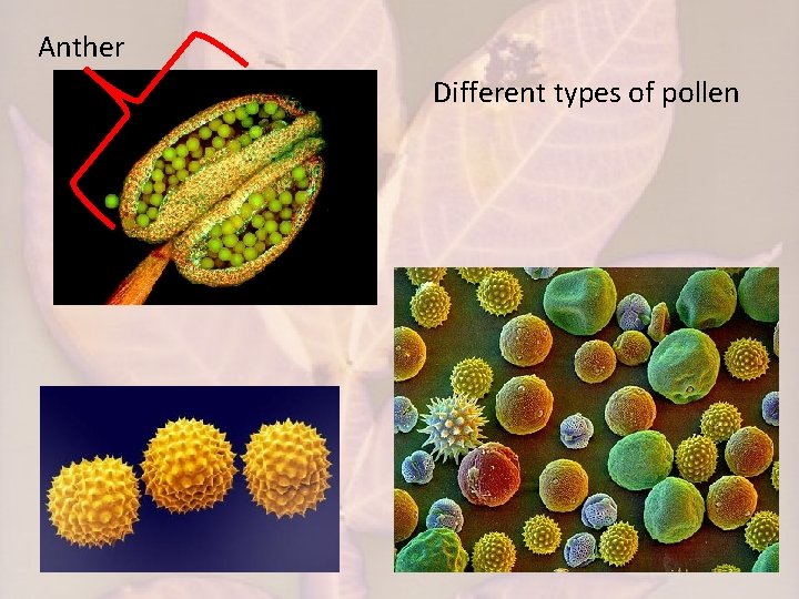 Anther Different types of pollen 