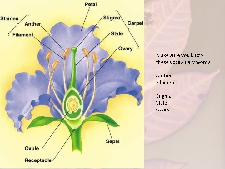 Make sure you know these vocabulary words. Anther Filament Stigma Style Ovary 