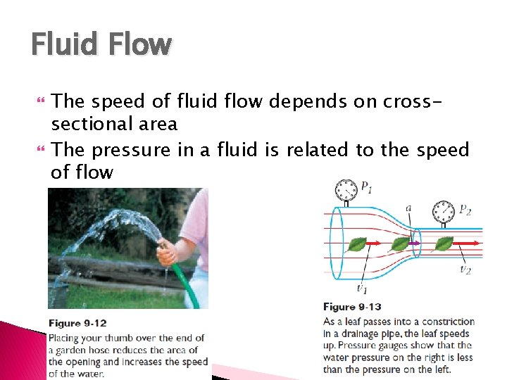 Fluid Flow The speed of fluid flow depends on crosssectional area The pressure in