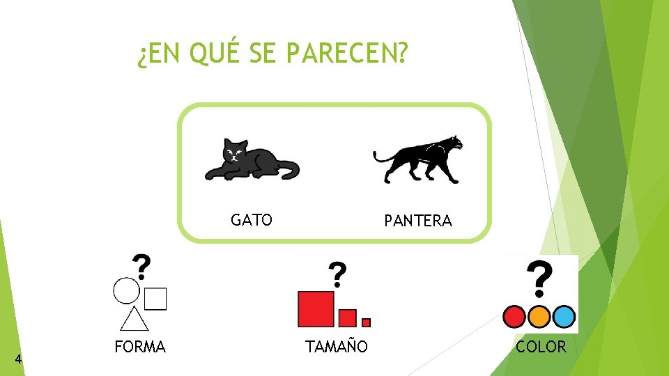 ¿EN QUÉ SE PARECEN? GATO 4 FORMA PANTERA TAMAÑO COLOR 