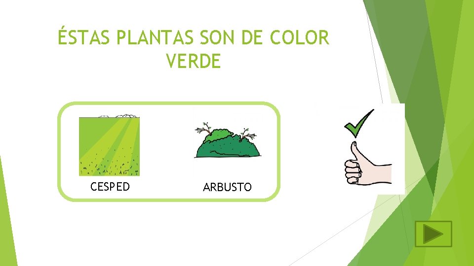 ÉSTAS PLANTAS SON DE COLOR VERDE CESPED ARBUSTO 