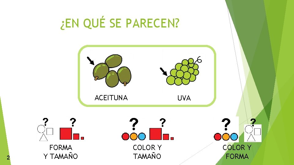 ¿EN QUÉ SE PARECEN? ACEITUNA 2 FORMA Y TAMAÑO UVA COLOR Y TAMAÑO COLOR