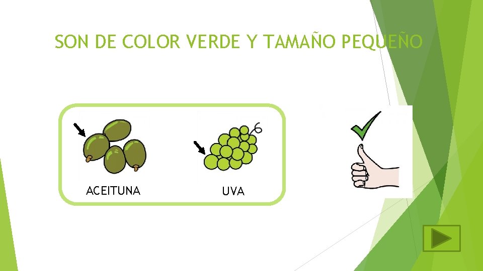 SON DE COLOR VERDE Y TAMAÑO PEQUEÑO ACEITUNA UVA 