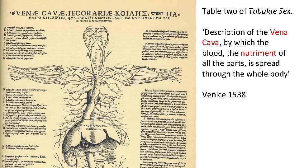 Table two of Tabulae Sex. ‘Description of the Vena Cava, by which the blood,