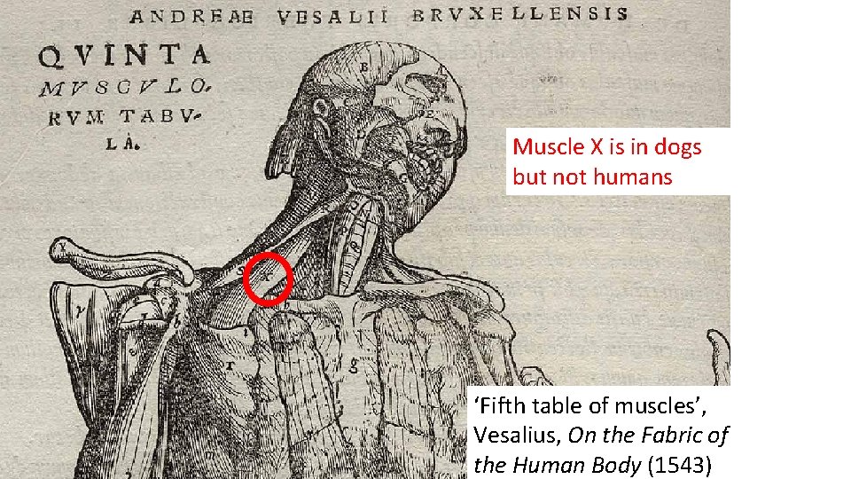 Muscle X is in dogs but not humans ‘Fifth table of muscles’, Vesalius, On