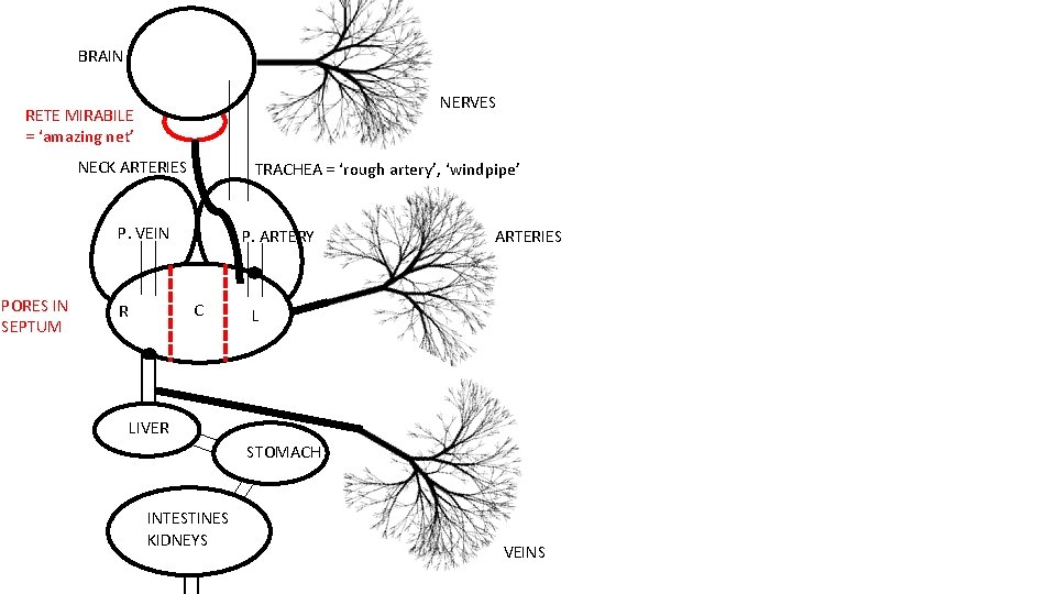 BRAIN NERVES RETE MIRABILE = ‘amazing net’ NECK ARTERIES TRACHEA = ‘rough artery’, ‘windpipe’