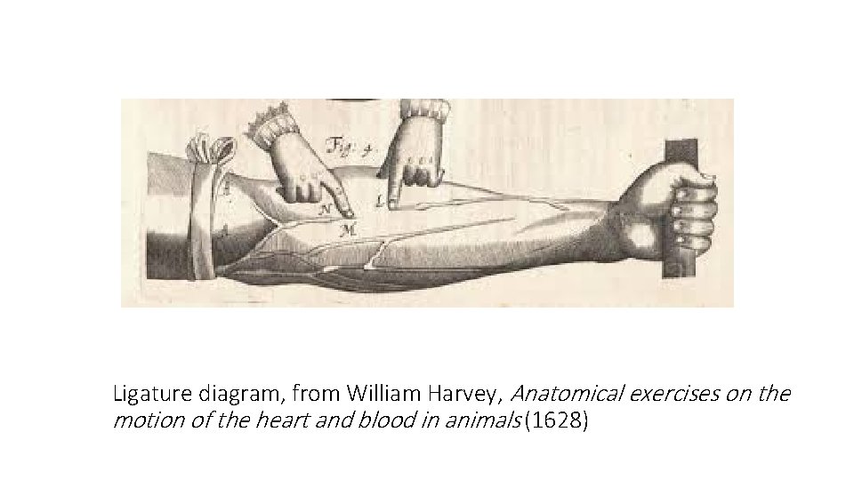 Ligature diagram, from William Harvey, Anatomical exercises on the motion of the heart and