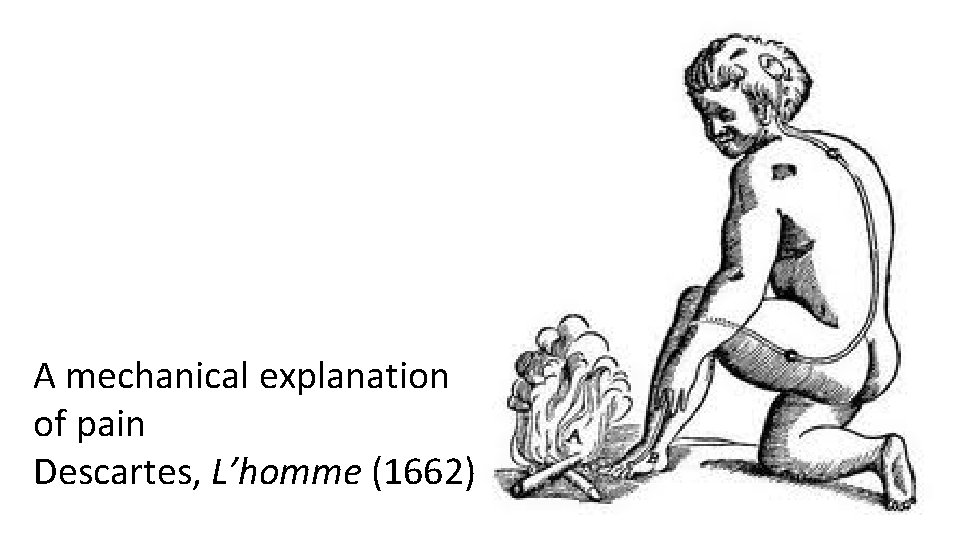 A mechanical explanation of pain Descartes, L’homme (1662) 