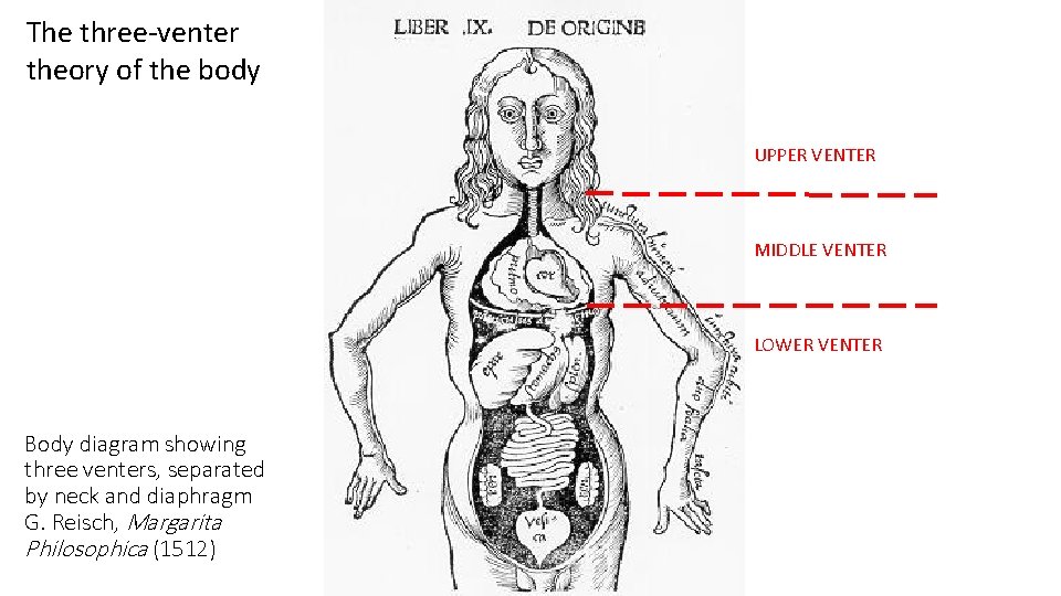 The three-venter theory of the body UPPER VENTER MIDDLE VENTER LOWER VENTER Body diagram