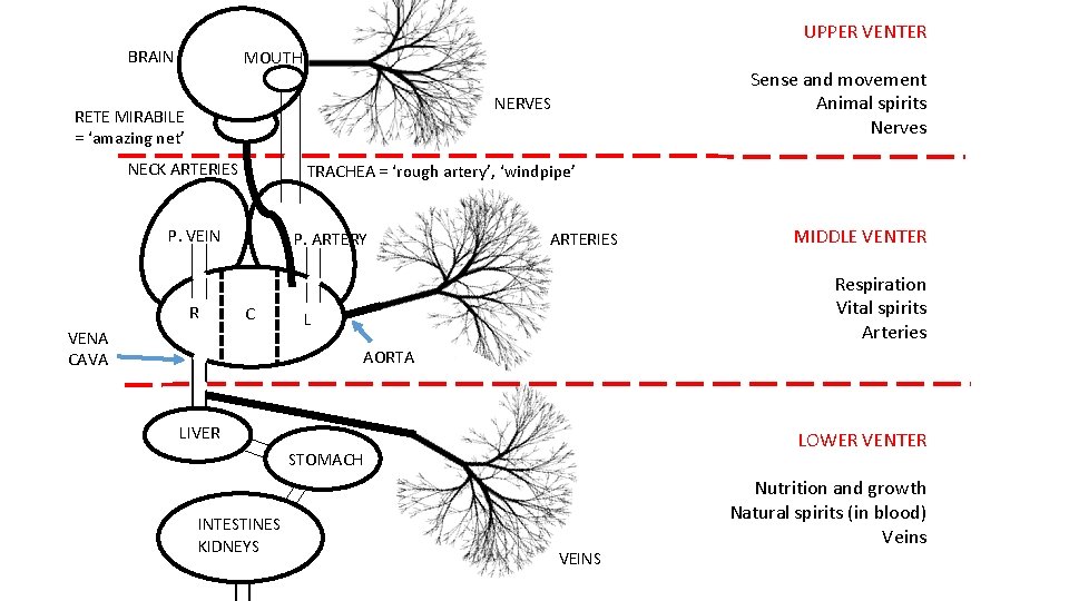 UPPER VENTER BRAIN MOUTH Sense and movement Animal spirits Nerves NERVES RETE MIRABILE =