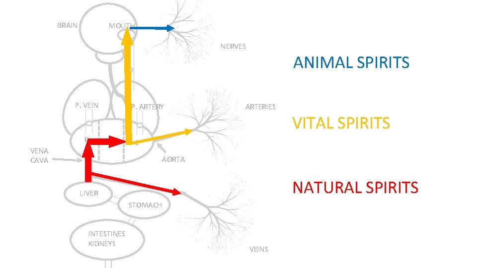 BRAIN MOUTH NERVES P. VEIN R P. ARTERY C VENA CAVA ANIMAL SPIRITS ARTERIES