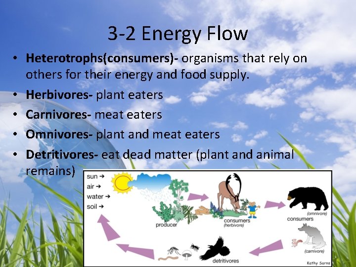 3 -2 Energy Flow • Heterotrophs(consumers)- organisms that rely on others for their energy