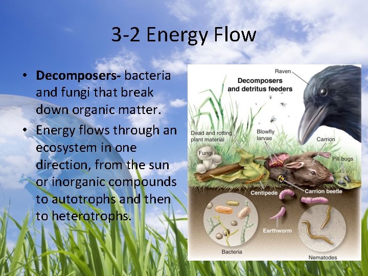 3 -2 Energy Flow • Decomposers- bacteria and fungi that break down organic matter.