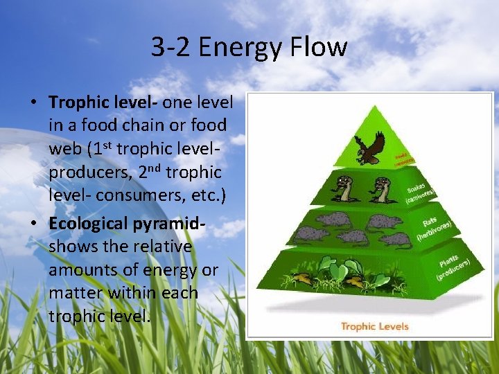 3 -2 Energy Flow • Trophic level- one level in a food chain or