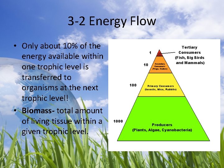 3 -2 Energy Flow • Only about 10% of the energy available within one