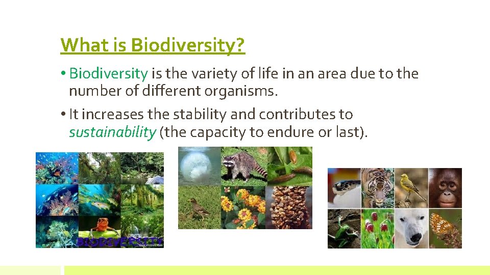What is Biodiversity? • Biodiversity is the variety of life in an area due