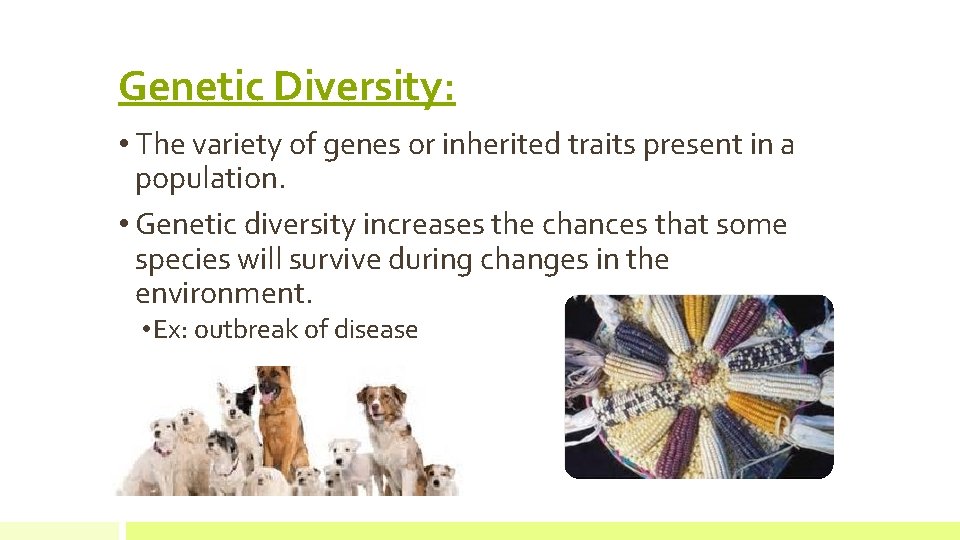 Genetic Diversity: • The variety of genes or inherited traits present in a population.