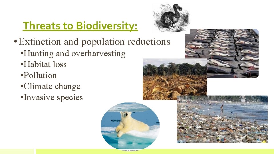Threats to Biodiversity: • Extinction and population reductions • Hunting and overharvesting • Habitat