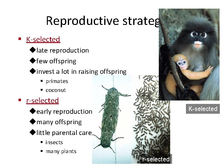Reproductive strategies § K-selected ulate reproduction ufew offspring uinvest a lot in raising offspring