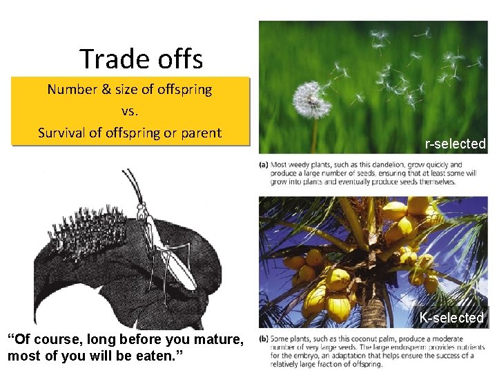 Trade offs Number & size of offspring vs. Survival of offspring or parent r-selected