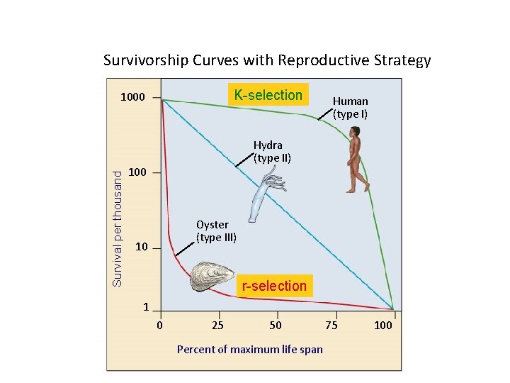 Survivorship Curves with Reproductive Strategy K-selection Survival per thousand 1000 Human (type I) Hydra