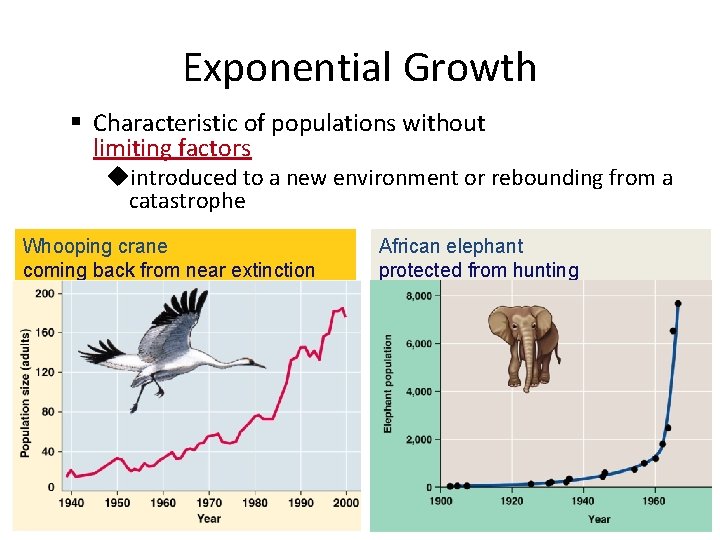 Exponential Growth § Characteristic of populations without limiting factors uintroduced to a new environment