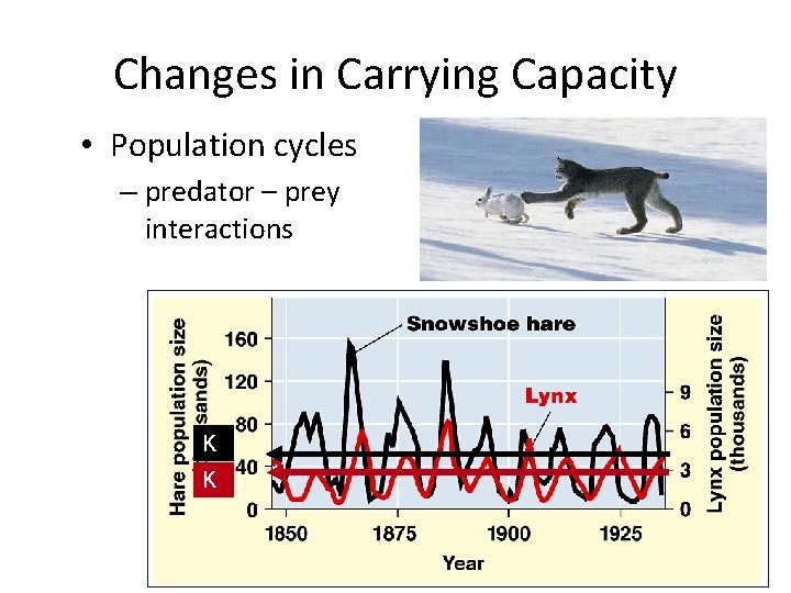 Changes in Carrying Capacity • Population cycles – predator – prey interactions K K