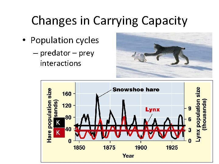 Changes in Carrying Capacity • Population cycles – predator – prey interactions K K