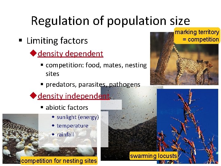 Regulation of population size marking territory = competition § Limiting factors udensity dependent §